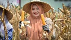 Panen Jagung Serentak, Wagub NTB Tekankan Perlindungan Lahan dan Kesiapan Pasca Panen